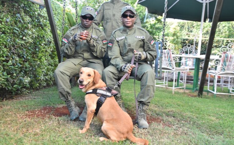  Best explosive and drug detection dogs in Africa